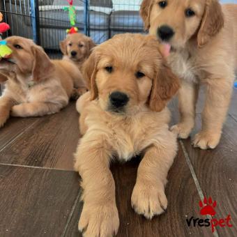 Ράτσα: Γκόλντεν Ριτρίβερ - Golden Retriever | Ηλικία: 3 μηνών | Φύλο: Θηλυκό | Αρ. Microchip: 985113997734721 | Ιδιώτης | Εκπαιδευμένο | Pedigree | Περιοχή: Αθήνα, Αττική